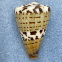 #4 Conus capitaneus 38mm F+ Philippines