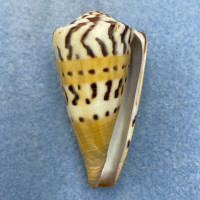 #11 Conus mustelinus 49.4mm F+ (Filed Lip) Philippines