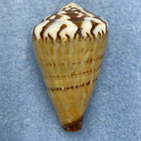 #3 Conus capitaneus 42.8mm F (Rough Lip) Philippines
