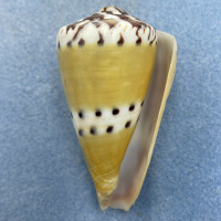 #1 Conus mustelinus 63.5mm F+ Olango, Cebu Philippines 15-25m