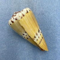 #7 Conus mustelinus 56.8mm F+ (Lip Rough) Philippines
