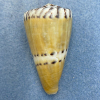 #10 Conus mustelinus 50.1mm F+ Philippines