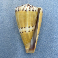 #10 Conus mustelinus 50.1mm F+ Philippines