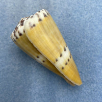 #10 Conus mustelinus 50.1mm F+ Philippines