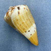 #1 Conus capitaneus 62.8mm F+ Philippines