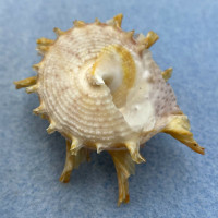 #2 Bolma girgylla 49.1mm F+ Samar, Philippines