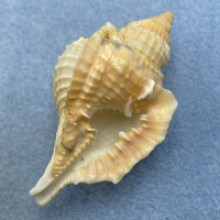 #6 Distorsio reticularis 56.3mm F+ Manila Bay, Philippines