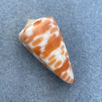 #12 Conus tessulatus 34.6mm F++ Dived 7-10m Olango Island, Philippines