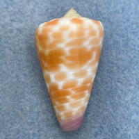 #23 Conus tessulatus 36.1mm F+ Davao, Philippines, Netted 25m