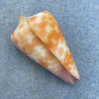 #23 Conus tessulatus 36.1mm F+ Davao, Philippines, Netted 25m