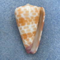 #9 Conus tessulatus 37.9mm F++ Dived 7-10m Olango Island, Philippines