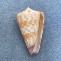 #16 Conus tessulatus 35mm F++ Dived 7-10m Olango Island, Philippines