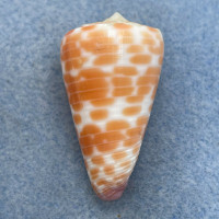 #8 Conus tessulatus 38.6mm F++ Dived 7-10m Olango Island, Philippines