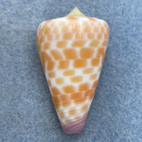 #21 Conus tessulatus 36.5mm F++ Davao, Philippines, Netted 25m