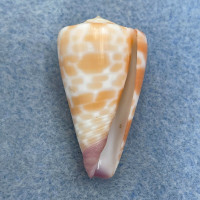 #22 Conus tessulatus 33.5mm F++ Davao, Philippines, Netted 25m