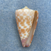 #24 Conus tessulatus 33.1mm F+ Davao, Philippines, Netted 25m