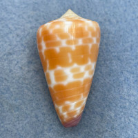 #6 Conus tessulatus 38.5mm F++ Dived 7-10m Olango Island, Philippines