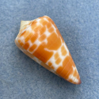 #6 Conus tessulatus 38.5mm F++ Dived 7-10m Olango Island, Philippines