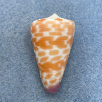 #10 Conus tessulatus 35mm F+ Dived 7-10m Olango Island, Philippines