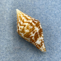 #2 Conus praecellens 34.8mm Quezon, Philippines