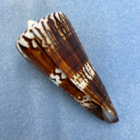 #10 Conus generalis 72.5mm F++ Samar, Philippines, Trawled 25m