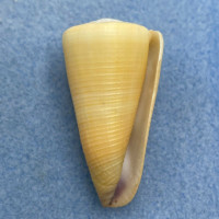 #1 Conus emaciatus 46.2mm F+ Bohol, Philippines