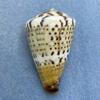 #8 Conus capitaneus 54.3mm F+ Punta Engano, Cebu, Philippines