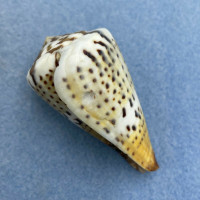 #8 Conus capitaneus 54.3mm F+ Punta Engano, Cebu, Philippines
