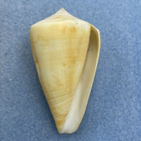 #3 Conus quercinus 55.7mm F+ Bohol, Philippines