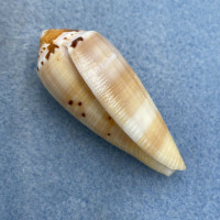 #2 Conus circumcisus 46.7mm F+ Olango Island, Cebu, Philippines