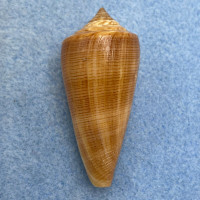 #4 Conus furvus 46.6mm F++ Bantayan Island, Cebu, Philippines