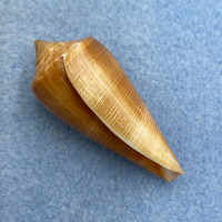 #4 Conus furvus 46.6mm F++ Bantayan Island, Cebu, Philippines