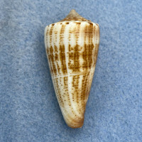 #11 Conus furvus f. albicans 41mm F+ Samar, Philippines, Netted 15m