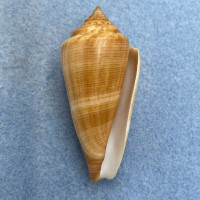 #9 Conus furvus 53.5mm F+ Bantayan Island, Cebu, Philippines