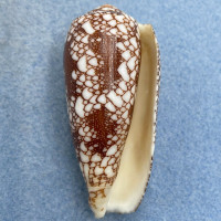 #6 Conus omaria 54.1mm F++ Sta. Rosa Island, Cebu, Philippines