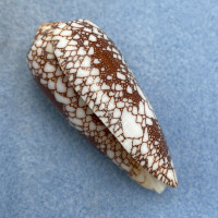 #6 Conus omaria 54.1mm F++ Sta. Rosa Island, Cebu, Philippines