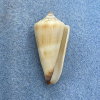 #10 Conus furvus 36.7mm F++ Palawan, Philippines