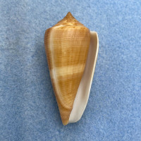 #7 Conus furvus 49.3mm F++ Bantayan Island, Cebu, Philippines