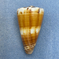 #3 Conus vitulinus 55.1mm F+ Olango, Cebu, Philippines