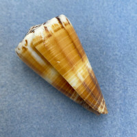 #3 Conus vitulinus 55.1mm F+ Olango, Cebu, Philippines