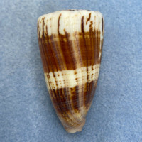 #4 Conus vitulinus 57.3mm F++ Samar Island, Philippines