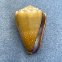 #3 Conus sanguinolentus 38.8mm F+ Samar, Philippines