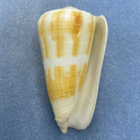 #2 Conus consors 72.7mm F+ Offshore Samar Island, Philippines