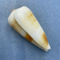 #3 Conus consors 66mm F+ Trawled 10m, Palawan, Philippines