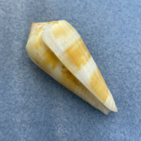 #4 Conus consors 49mm F++ No Data