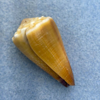 #1 Conus sanguinolentus 40mm F++ Samar, Philippines