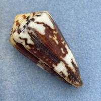 #2 Conus vitulinus 48mm F++ Scott Reef, Australia, 1' In Tide Pool, Low Tide