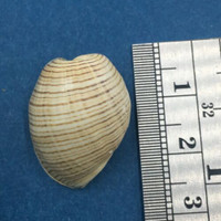 #23 Hydatina physis 21.8mm Australia Aplustridae