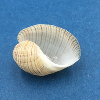 #23 Hydatina physis 21.8mm Australia Aplustridae