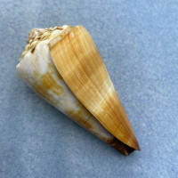 #2 Conus distans 58.7mm F+ Bohol, Philippines